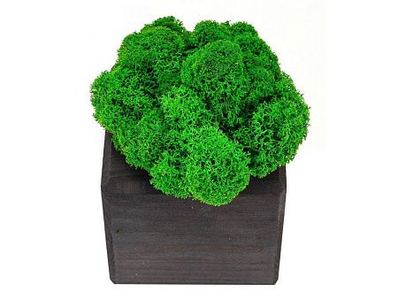 Композиция «Мох в интерьере»